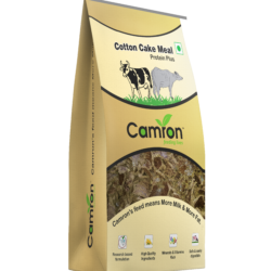 Camron Kapasia Khol, kapasia Papdi