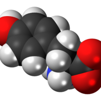 lactic acid bacteria lactic acid bacteria