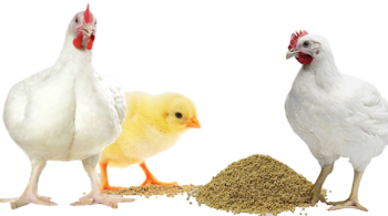 CAMToxbind is a superior Toxin binder for Poultry