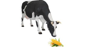 inoculant for silage making